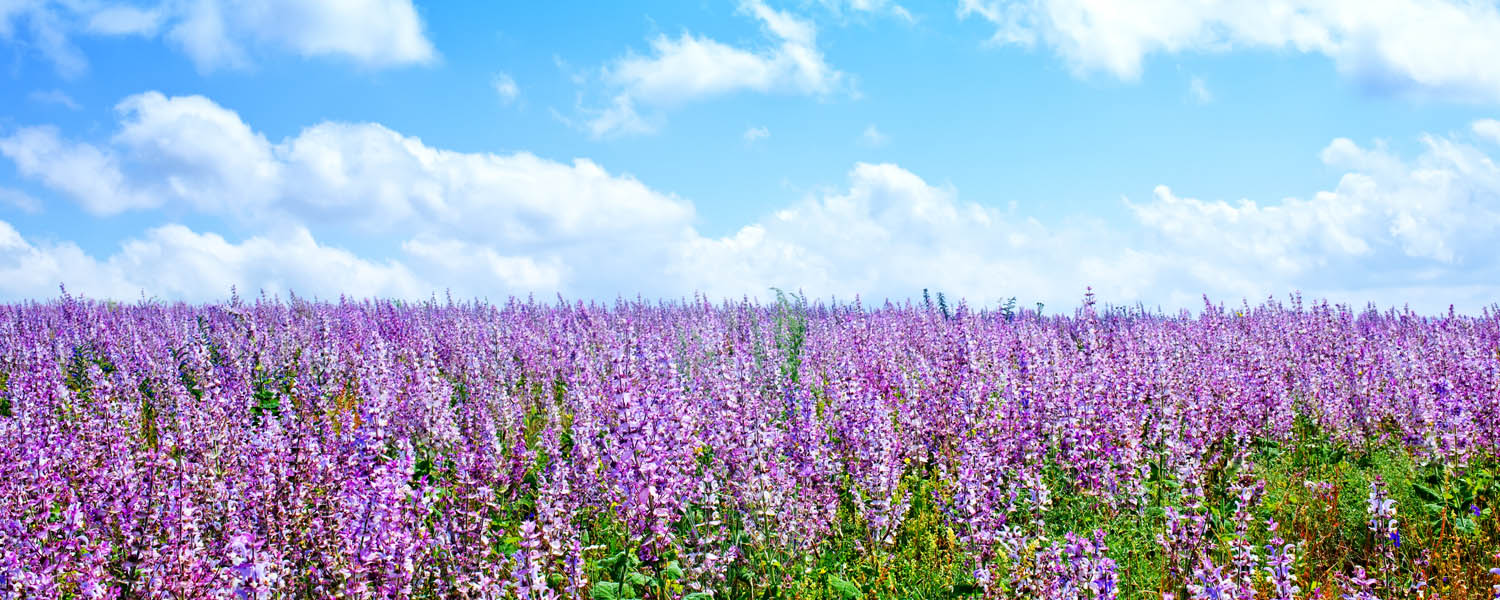 Varenya Essentials Aromatherapy & Essential Oils Varenya Essentials Aromatherapy & Essential Oils